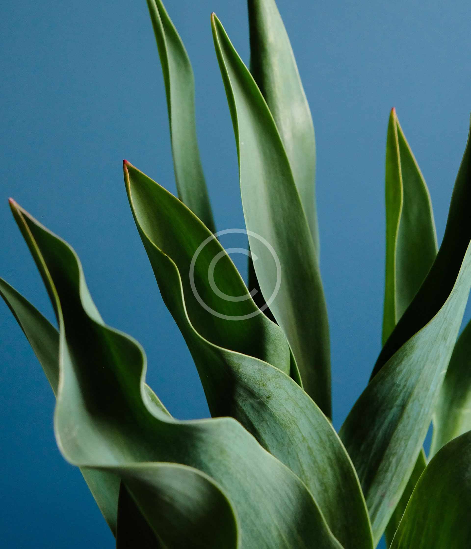 Organisatorische Gesundheit